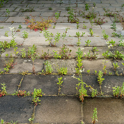 Patio in need of maintenance